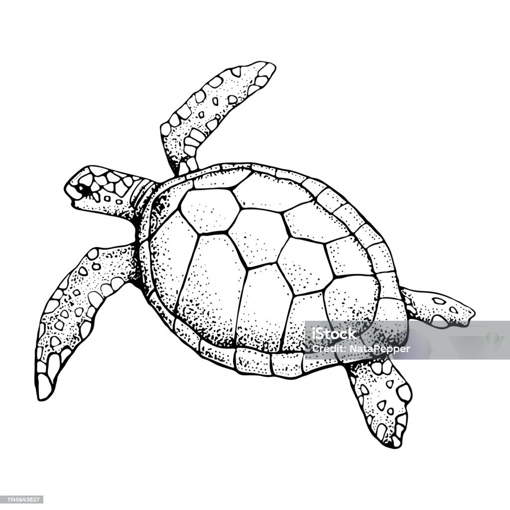 Tay Vẽ Rùa Biển Bị Cô Lập Trên Nền Trắng Vector Với Động Vật Dưới ...