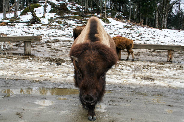 istock Bison in a National Park in Quebec 1140644443