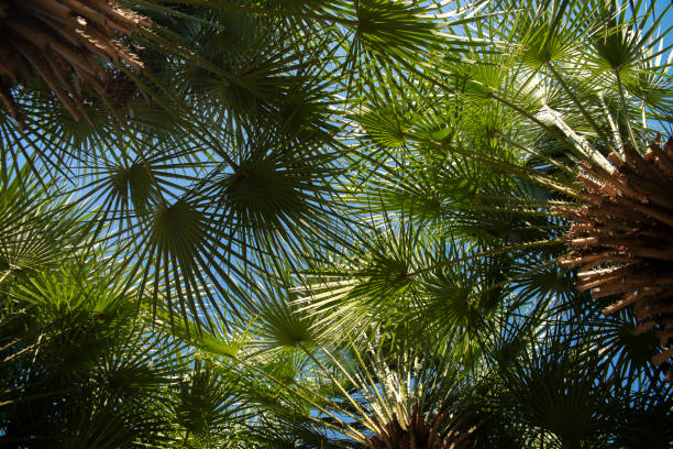 Palm tree's leaves against the blue sky