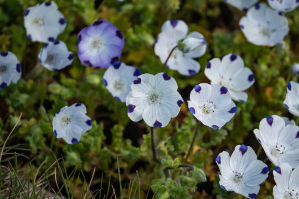 bébé yeux bleus fleurs en fleur au printemps - spotted natural pattern herb flower photos et images de collection
