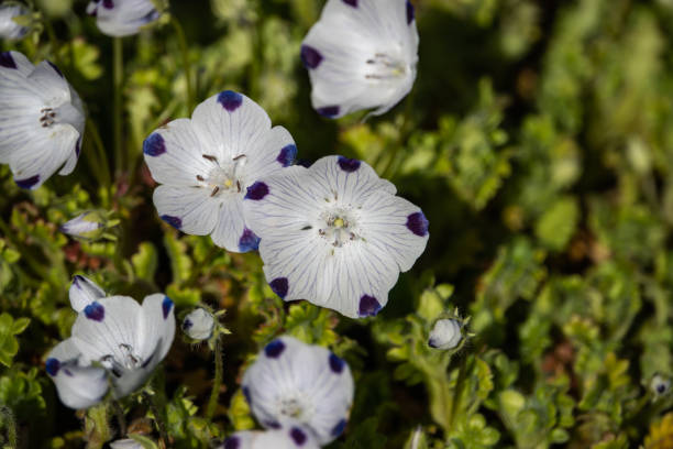 bébé yeux bleus fleurs en fleur au printemps - spotted natural pattern herb flower photos et images de collection