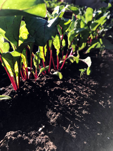 istock Beet seedlings growing in country vegetable garden 1140648744