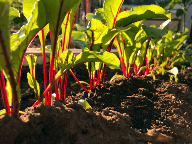 istock Beet seedlings growing in country vegetable garden 1140648745