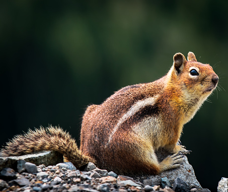 Chipmunk basking on a rock at Crystal Mountain, Washington