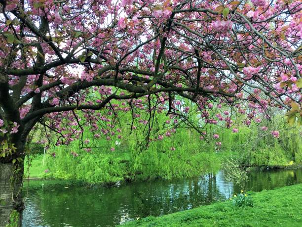 istock London Regents Park Tree Blossom 1140651014