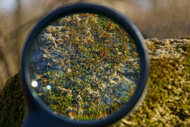 istock round magnifier increases green moss on the stone 1140651457