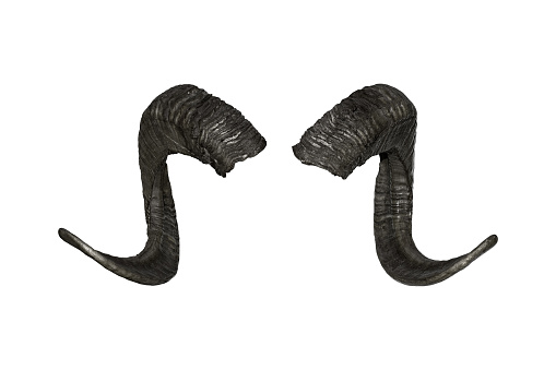 Goat horns isolated on white background. High resolution