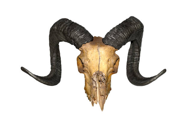 istock Ram skull with black horns, isolated on white background. High resolution 1140651516