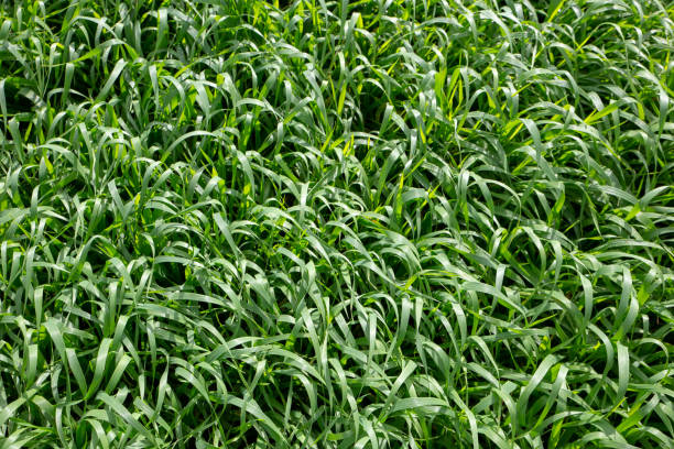 barley forage pasture for stock feed - barley grass field green imagens e fotografias de stock