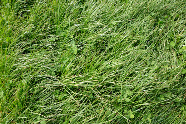 perennial ryegrass and large leafed clover grown as stock feed on farms - barley grass field green imagens e fotografias de stock