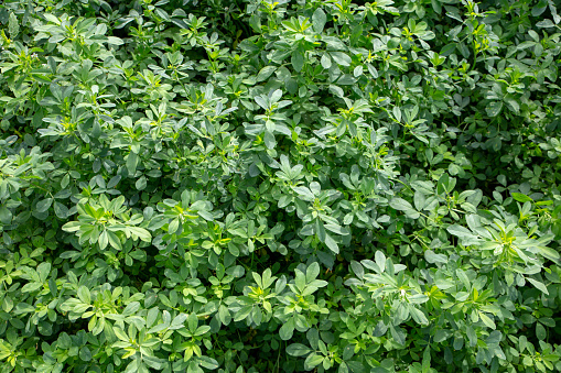 Lucerne (medicago sativa) is a perennial pasture legume grown by farmers as it is a quality stock feed