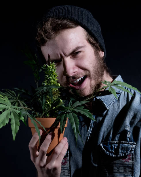 istock Young stoner man standing with marijuana plant 1140655654