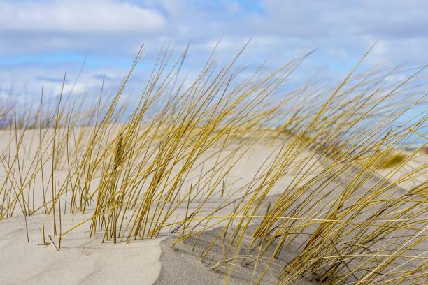 istock Baltic sea beach with yellow grass in winter, wind formed relief 1140656008