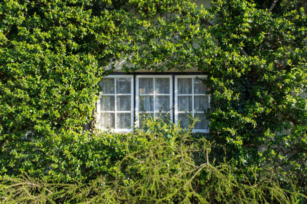 istock Triple window classic vintage in white frame surrounded by climbers climbing plants growing on wall 1140656430