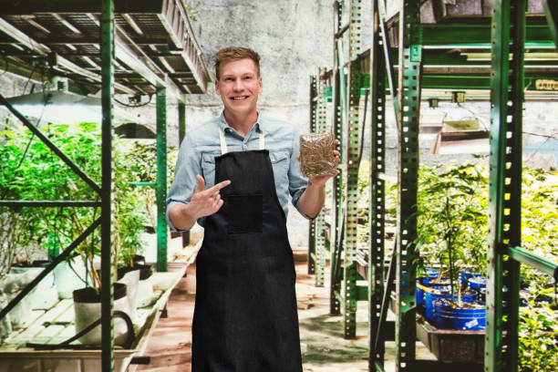 Marijuana shop - Male worker is holding weed