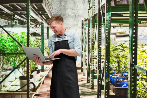 istock Marijuana shop - Male worker is working on laptop 1140658041