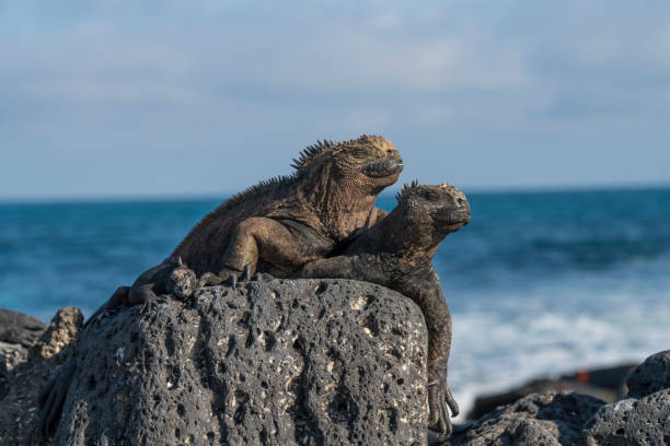 istock Marine iguana family 1140658075