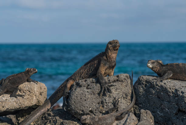 istock Marine iguana family 1140658126