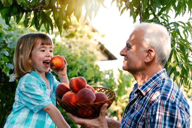 Grandfather and grandson picking peaches stock photo