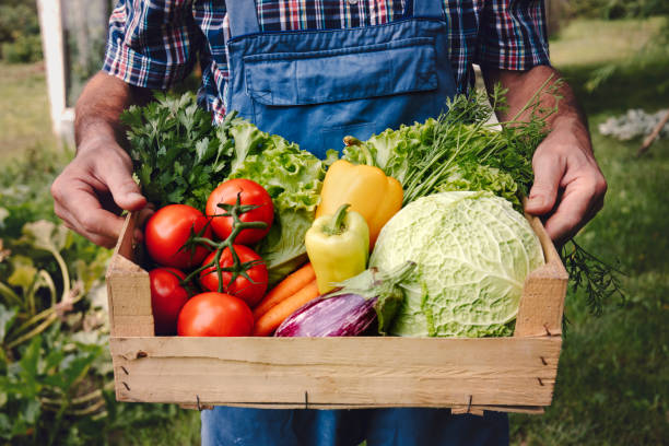 istock Farmer carrying full box of organic vegetable 1140658336