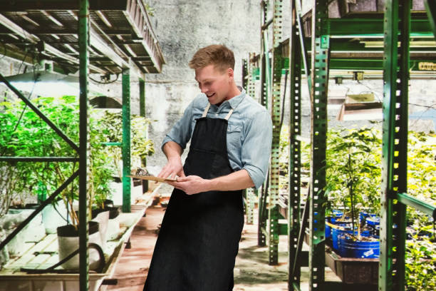 istock Marijuana shop - Male worker is holding a clipboard 1140658966