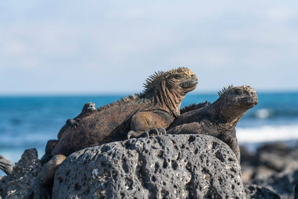 istock Marine iguana family 1140658967