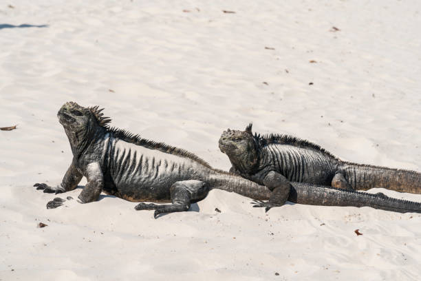 istock Marine iguanas on the sand 1140658979