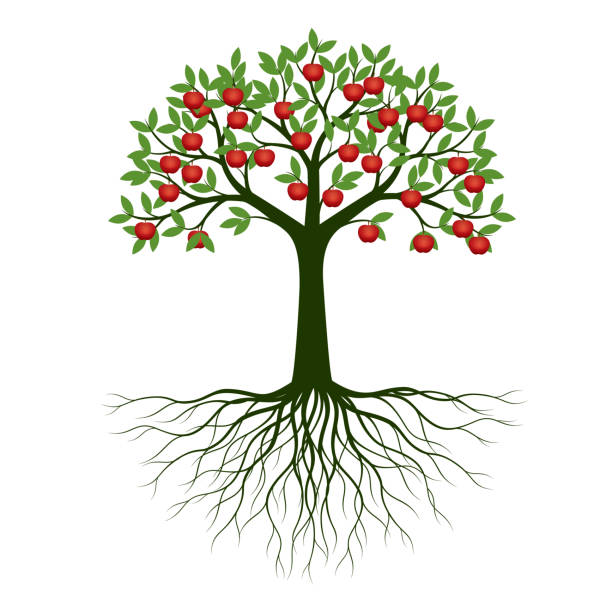 grüner sommerbaum mit wurzeln. vector illustration. pflanze im garten. - apfelbaum stock-grafiken, -clipart, -cartoons und -symbole