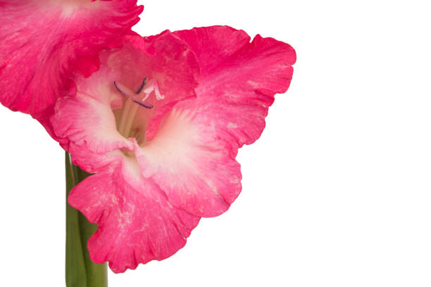 istock Pink gladiolus flower isolated on white background. 1140659563