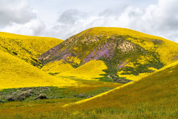 istock Super bloom, carpets of wildflowers 1140660752