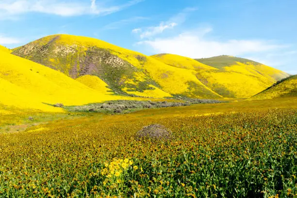 Super bloom with carpets of goldfield, fiddleneck and other wildflowers, Carrizo Plain National Monument, California