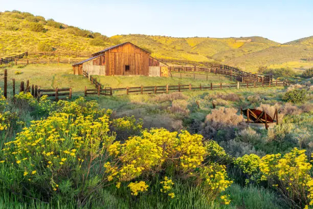 Super bloom with carpets of goldfield, fiddleneck and other wildflowers and an abandoned barn house, Carrizo Plain National Monument, California