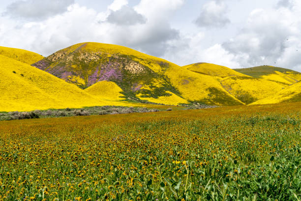 istock Super bloom, carpets of wildflowers 1140661187