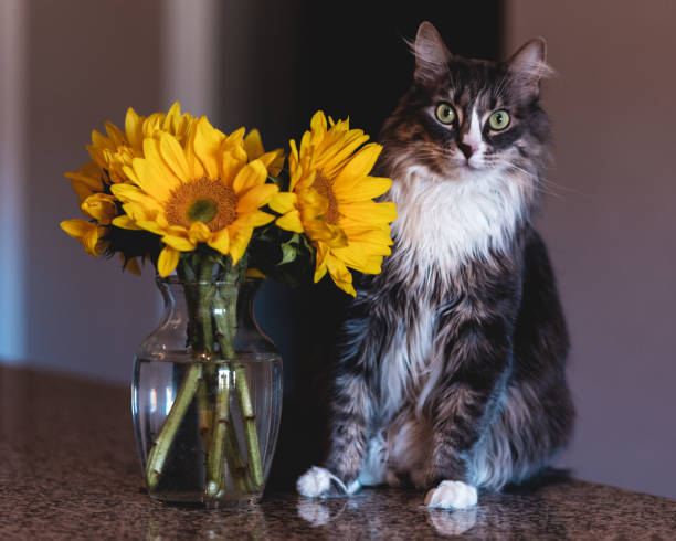 istock Cat next to sunflowers 1140661998