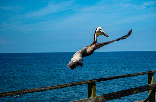 Pelican en vuelo photo