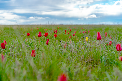 field of wild red and yellow tulips in spring steppe