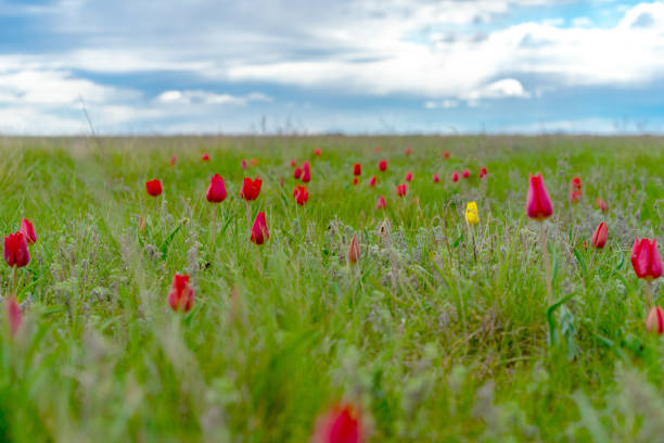 field of wild red and yellow tulips in spring steppe field of wild red and yellow tulips in spring steppe republic of kalmykia stock pictures, royalty-free photos & images