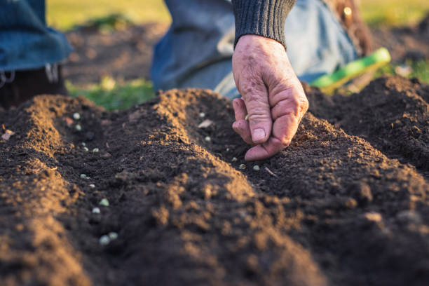 istock Gardening in spring. Sowing seed in organic garden. 1140663284