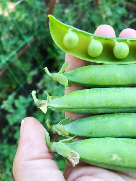 istock Freshly harvested green peas from organic garden 1140663381