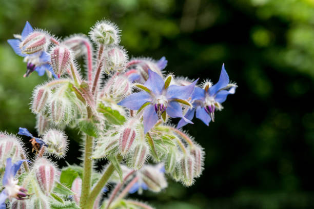 flores de borraja azul (borago officinalis) en summer garden - borage fotografías e imágenes de stock