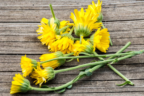 istock Calendula, Marigold Flowers Drying on Wooden Table 1140664109