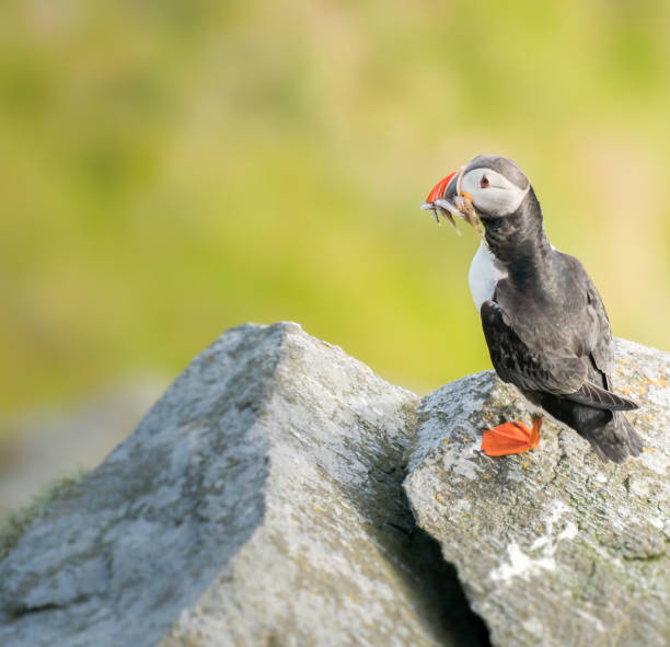 Atlantic Puffin With Multiple Fish in it's Beak An Atlantic Puffin sits on rocks with approximately 5 fish in it's beak, having just returned from fishing in the sea, on a summer evening in Norway. puffins resting stock pictures, royalty-free photos & images