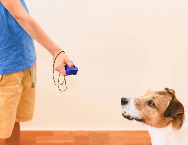 Photo of Concept of positive reinforcement dog training with kid using clicker for obedience exercise