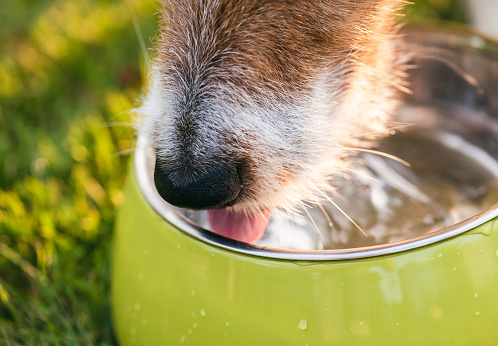 Nose of dog lapping water from bowl