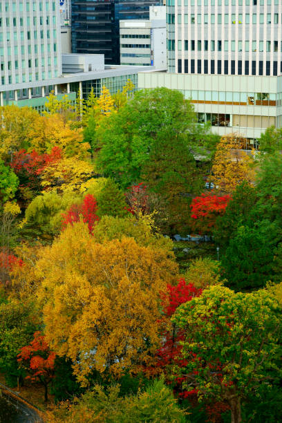 istock Fall scenery of Hokkaido, Sapporo, Nakajima Park 1140666015