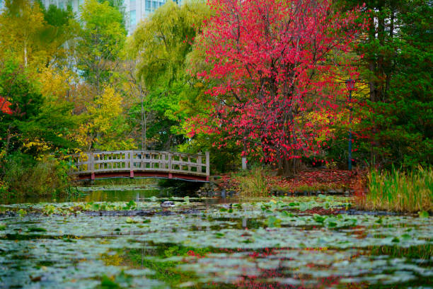 Footbridge over the Lily Pond in the Royal Tasmanian Botanical Gardens within the Queens Domain - Hobart, Tasmania, Australia