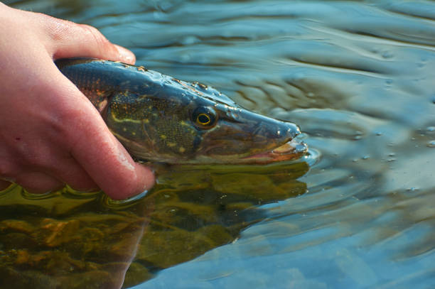 istock Angler releases caught pike back into the lake. 1140672638
