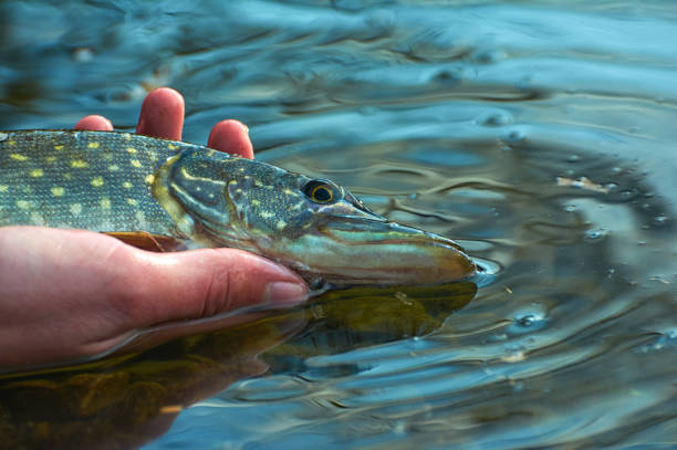 istock Angler releases caught pike back into the lake. 1140672642