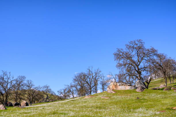 California foothills covered with small white wildflowers.\n\nTaken near Auburn, California, USA.