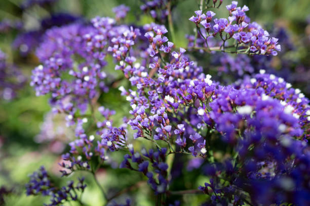 lawenda morska - limonium zdjęcia i obrazy z banku zdjęć